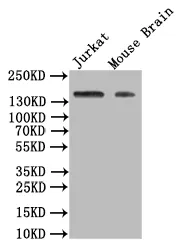 FLT1 Recombinant Monoclonal Antibody - image 1