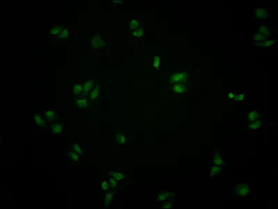 ATF6 Antibody - image 2