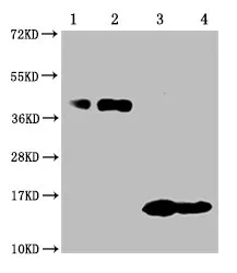 TNFRSF17 Monoclonal Antibody - image 1