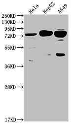 HTR2C Recombinant Monoclonal Antibody - image 1