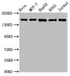 HDAC6 Recombinant Monoclonal Antibody - image 1