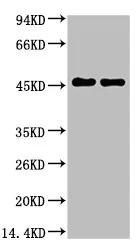 GFAP Monoclonal Antibody - image 1