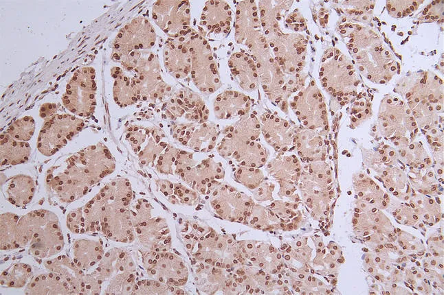 HIST1H1C Recombinant Monoclonal Antibody - image 1