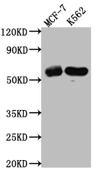 HDAC2 Recombinant Monoclonal Antibody - image 1