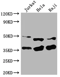 NFKBIA Antibody - image 1