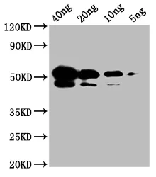 Nucleoprotein (NTD) Antibody - image 3