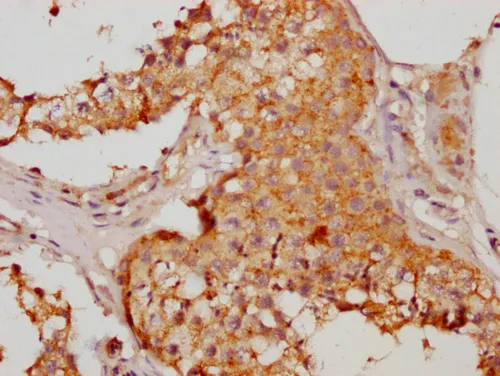 HMGCL Antibody - image 3