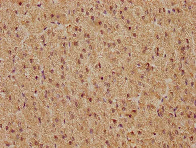 FOS Recombinant Monoclonal Antibody - image 3