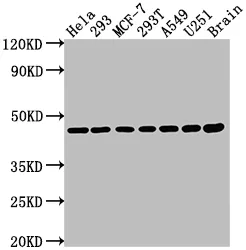 MAP2K1 Recombinant Monoclonal Antibody - image 1
