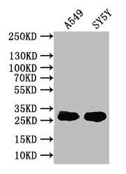 CXCL16 Antibody - image 1