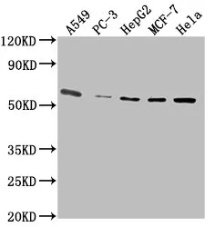 PD-L1 Monoclonal Antibody - image 1