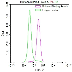 malE Recombinant Monoclonal Antibody - image 1