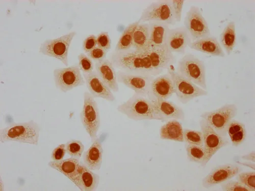2-hydroxyisobutyryl-HIST1H4A (K5) Antibody - image 1