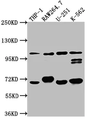 TLR5 Recombinant Monoclonal Antibody - image 1