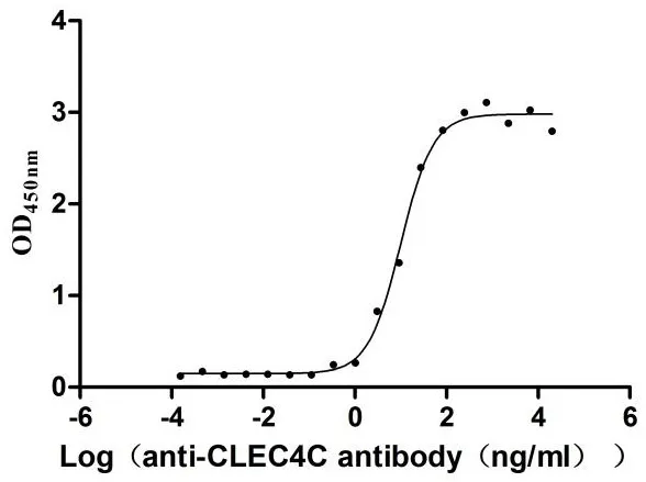 Recombinant Human C-type lectin domain family 4 member C (CLEC4C) , partial (Active) - image 1