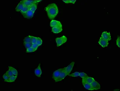 NGEF Antibody - image 1