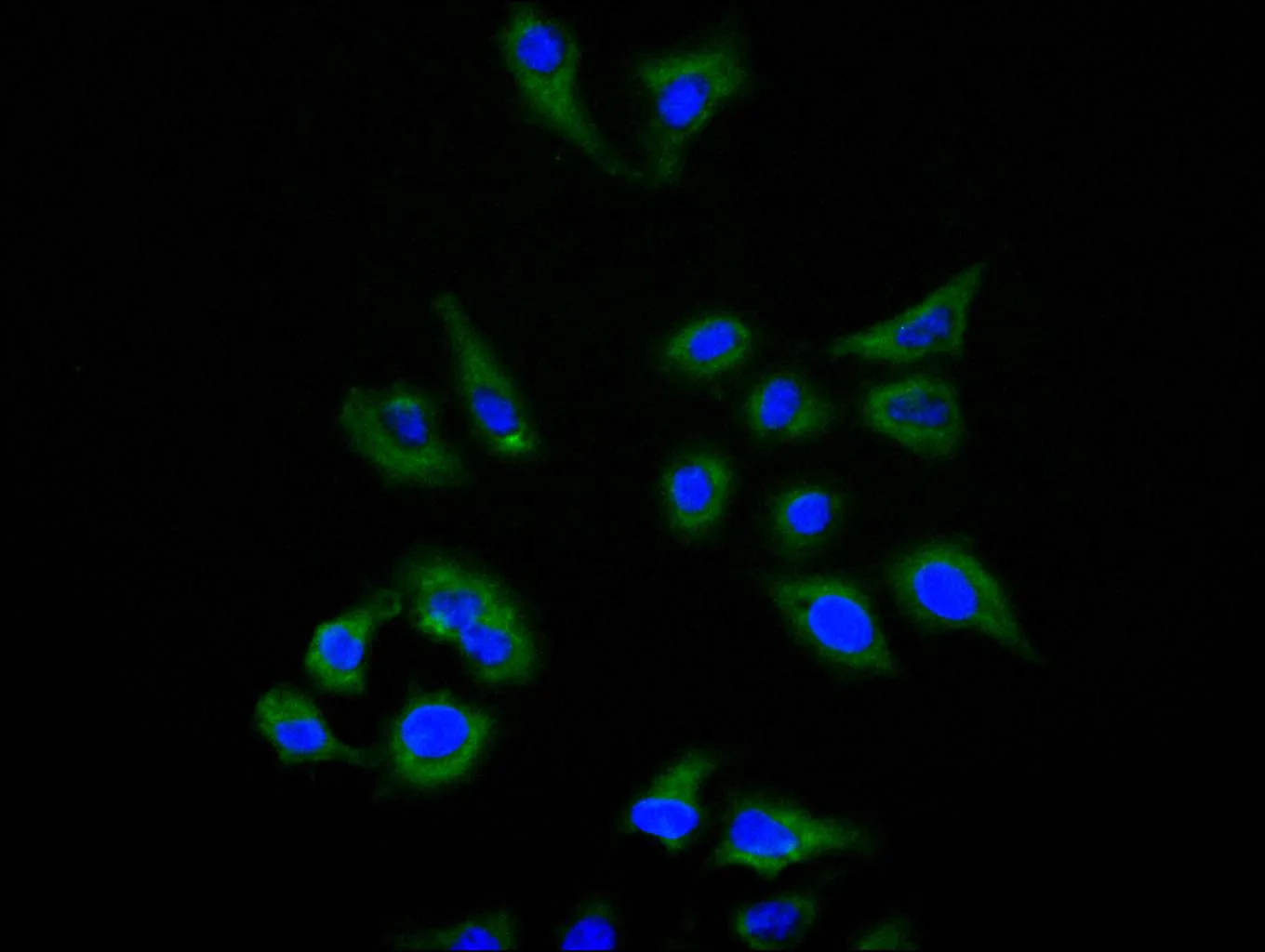 HAVCR2 Recombinant Monoclonal Antibody - image 1