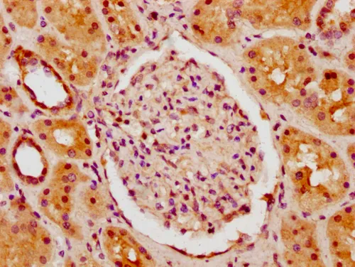 HIST1H1C (Ab-62) Antibody - image 1
