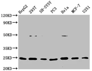 GDNF Recombinant Monoclonal Antibody - image 1