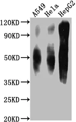 CD63 Monoclonal Antibody - image 1