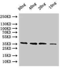 coat Antibody - image 1