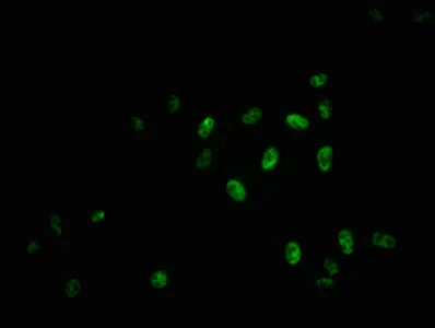 Phospho-MYB (S11) Recombinant Monoclonal Antibody - image 1