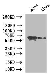 At5g42100 Antibody - image 1