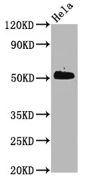 Phospho-CDC37 (S13) Recombinant Monoclonal Antibody - image 1