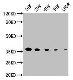 GAPDH Monoclonal Antibody - image 1
