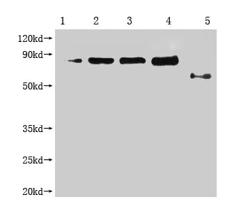 Enterobacteria phage M13 III Monoclonal Antibody - image 1