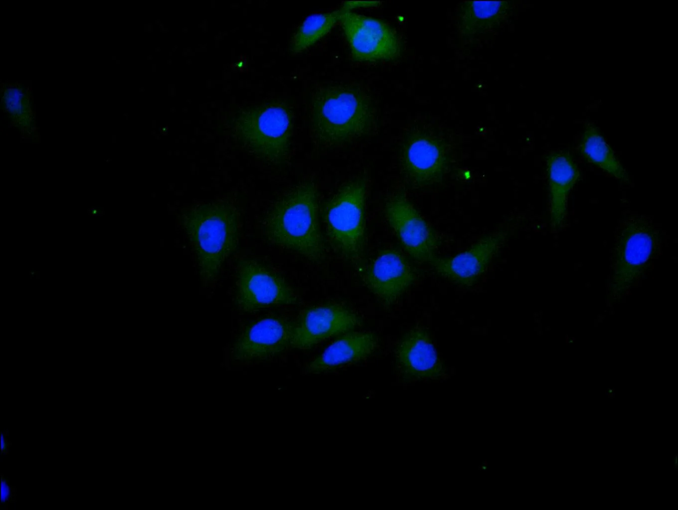 IL15 Recombinant Monoclonal Antibody - image 1