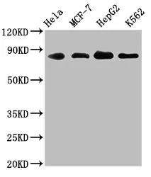 ARNT Recombinant Monoclonal Antibody - image 1