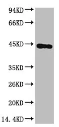 ACTB Monoclonal Antibody - image 1