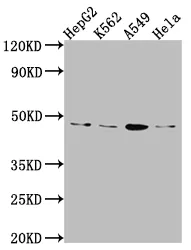 CD274 Recombinant Monoclonal Antibody - image 1