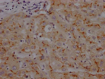ANPEP Recombinant Monoclonal Antibody - image 1