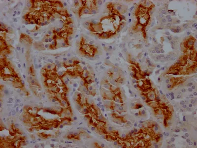 ANPEP Recombinant Monoclonal Antibody - image 2