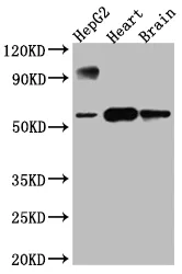 CYP17A1 Recombinant Monoclonal Antibody - image 2