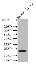 FTH1 Recombinant Monoclonal Antibody - image 1