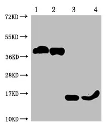 TNFRSF17 Monoclonal Antibody - image 1