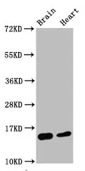 Di-methyl-Histone H3.1 (K4) Recombinant Monoclonal Antibody - image 1
