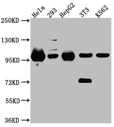 STAT6 Recombinant Monoclonal Antibody - image 1
