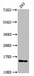 Phospho-Histone H2AX (S139) Recombinant Monoclonal Antibody - image 1