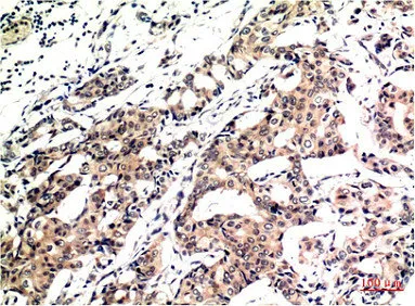 Ubiquitin Monoclonal Antibody - image 1