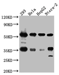 NONO Recombinant Monoclonal Antibody - image 1