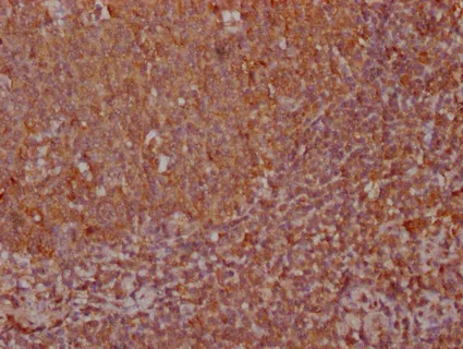 CXCL12 Antibody - image 2