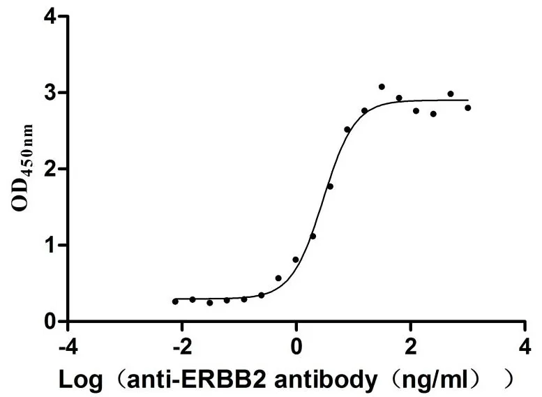 ERBB2 Recombinant Monoclonal Antibody - image 1