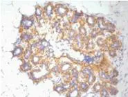 ACTB Monoclonal Antibody - image 1