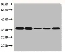 GAPDH Monoclonal Antibody - image 1