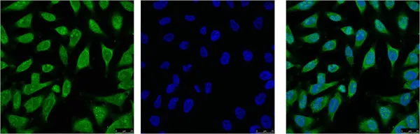 HSPA1L Monoclonal Antibody - image 1