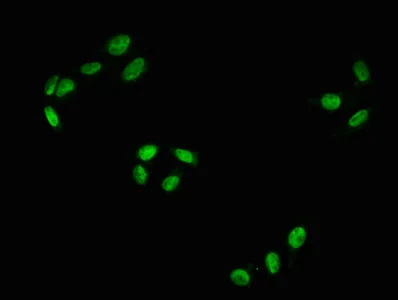 Phospho-RAF1 (S43) Recombinant Monoclonal Antibody - image 1